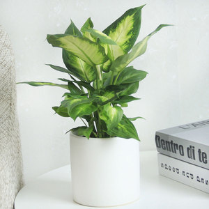 小叶万年青盆栽