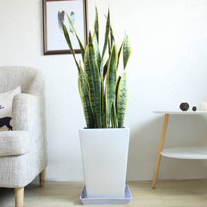 大虎皮兰虎尾兰盆栽客厅阳台耐旱放氧好养吸甲醛植物金边虎皮兰