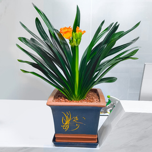 君子兰室内绿植花卉高档植物兰花盆栽精品办公室桌面开花植物