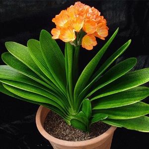 君子兰室内绿植花卉高档植物兰花盆栽精品办公室桌面开花植物