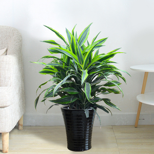 也门铁金边巴西铁美人铁盆栽花卉植物绿植办公室创意盆景吸甲醛