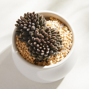 美诺花园滇石莲多肉植物室内阳台小萌物肉肉植物高品质颜色正