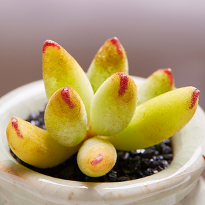 美诺花园精灵豆福娘多肉植物阳台小萌物肉肉植物高品质颜色正