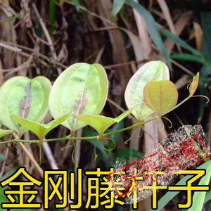 2021正宗新鲜现采野生金刚藤 拨葜金钢刺杆子500克掌柜推荐农产品