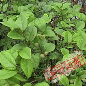 深山现采野生中药材继木继树刺木花满山白鱼骨柴新鲜500g掌柜推荐