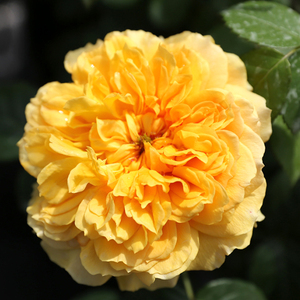 三棵树庄园微型月季 利亚图图 盆栽中苗 花园庭院花境阳台花卉