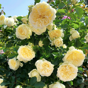 三棵树庄园灌木月季 布兰切特盆栽小苗中苗 花园庭院花境阳台花卉