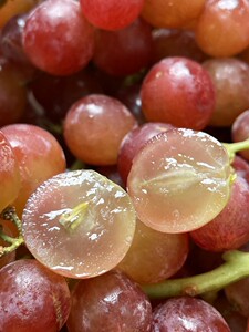 lily家 智利玫瑰慕斯卡香水葡萄  特殊果香 浓郁高甜度  顺丰空运