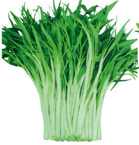 蔬菜种子 柳叶白杆空心菜种子大叶通心菜 柳叶空心菜水上竹叶菜图片