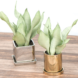 白玉虎尾兰 虎皮兰室内盆栽植物净化空气耐阴耐热耐旱