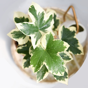 花叶熊掌木 fatshedera lizei 若慕植馆 网红ins风室内/花园植物