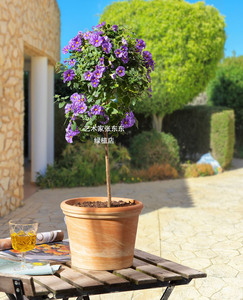 蓝花茄 蓝星茄 多年生 耐热阳台庭院灌木可修剪造型四季开花紫蓝