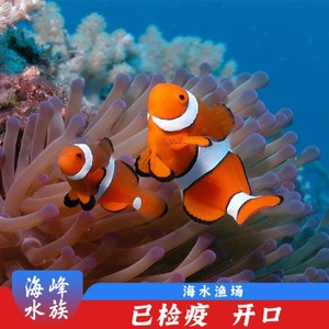 11年老店 人工公子小丑鱼2.5CM 海水观赏鱼活体 珊瑚 海峰水族