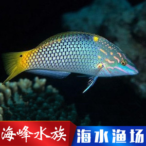 黄花龙(吃隐螺) 隆头鱼类 海水鱼活体珊瑚小丑鱼观赏鱼海峰水族