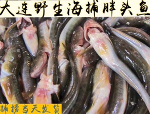 大连野生海捕胖头鱼新鲜海鲶鱼孕妇小孩舌尖美味6条装二斤半左右