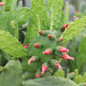 心儿花开 胭脂掌老熟叶红花无刺仙人掌龙华宝剑楼顶庭院阳台