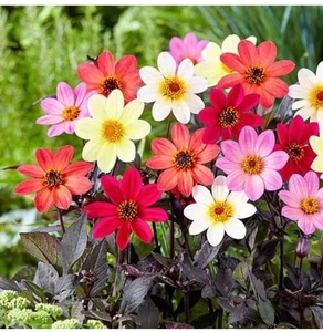 矮生大丽花黑美人盆栽室内外阳台多年生植物秋季冬季开花不断易活