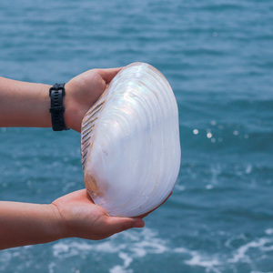 天然贝壳海螺超大荧光贝珍珠蛤夜光蚌壳地中海家居摆件装饰品礼物