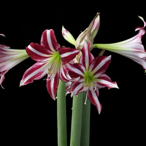 现货荷兰朱顶红圣地亚哥