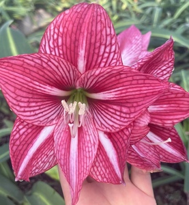 现货日本白肋朱顶红九月玫瑰线