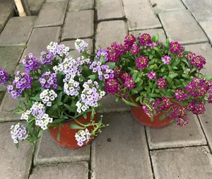 四季香雪球盆栽带花花镜小雪球垂吊花卉盆栽耐寒可露天种植香雪球