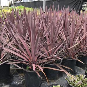 四季澳洲朱蕉 金边丝兰 花镜朱蕉 红星红巨人庭院花镜植物多年生