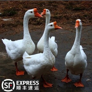 老鹅农家散养笨大鹅土鸭新鲜现杀鹅肉整只红头鸭绿头鸭量小3斤价
