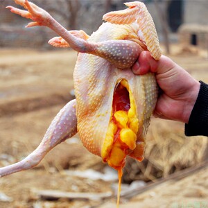 1500天老母鸡纯土鸡笨鸡柴鸡太行山农家散养走地鸡乡下农村整只鸡