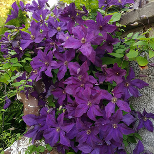 波兰精神铁线莲