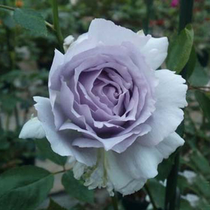 花漾河谷 路西法/光之天使 河本天堂系列灌木月季浓香枝条较细弱