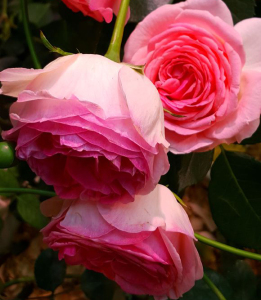 642人付款天猫粉色龙沙宝石月季花苗藤本爬藤蔷薇花苗庭院植物粉龙