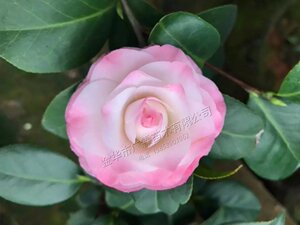 《美琳达》连蕊茶大嫁接桩,盆栽茶花.