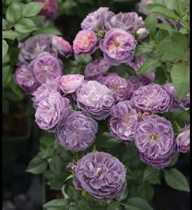 圣十字军 月季 河本新品 包对版