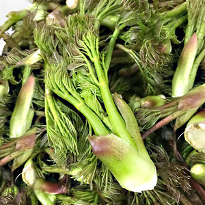 东北辽宁特产山野菜新鲜速冻刺嫩芽野生山菜蘸酱菜蔬菜刺老芽2斤