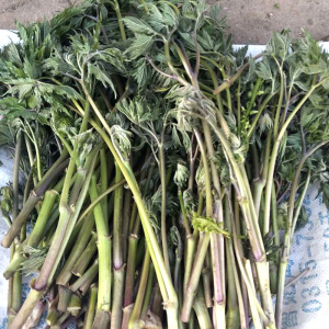 野生速冻苦隆芽菜东北特产新鲜苦隆力山野菜苦老芽无添加剂色素