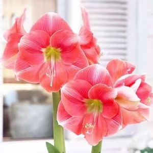 【朱顶红罗莎莉】朱顶红罗莎莉品牌,价格 - 阿里巴巴