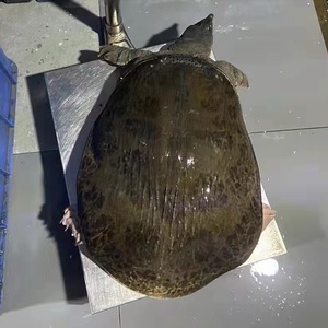 特大甲鱼水鱼珍珠鳖8斤10斤到30斤宠物放养鲜活食用冷水超老包邮