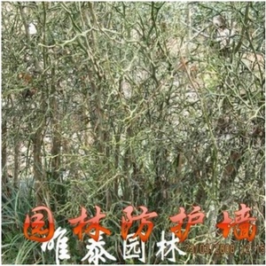 篱笆墙树苗带刺