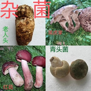 云南新鲜羊肚菌野生菌蘑菇杂菌组合红菇青头菌谷熟菌黑虎掌鸡油菌