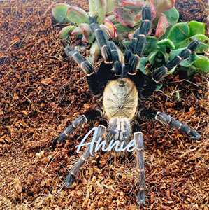 巴赫马地老虎宠物蜘蛛捕鸟蛛限量好价