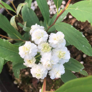 杭州静好花园 重瓣绣线菊 八重小手毬 耐寒耐热盆栽花苗庭院植物