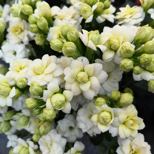 年宵花卉长寿花盆栽绿植重瓣长寿花白鲸媲美绿巴黎人气宝贝促销中