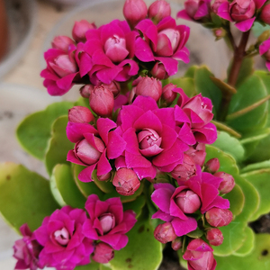 长寿花重瓣大花紫色