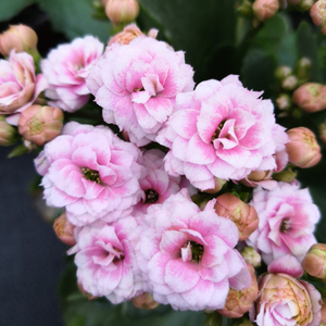 热卖植物长寿花盆栽复色重瓣阿兰朵安娜公主带花苞发货多年生花卉