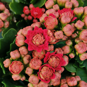 长寿花绿植冬春季节开花红色大花经典品种马德里带花苞发货热销中
