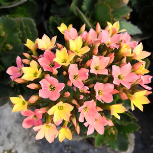 植物长寿花花苗客厅盆栽绿植室内鲜花热卖中单瓣长寿花七彩糖条