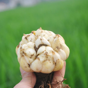 果蔬大别山霍山新鲜百合5斤 漫水河鲜百合 食用清苦百合 怕苦慎拍