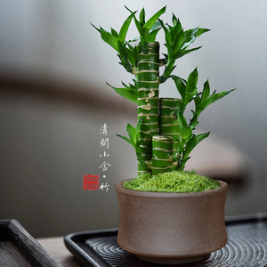 转运文昌竹子富贵竹室内迷你小型盆栽书桌面绿植摆件元宵情人植物