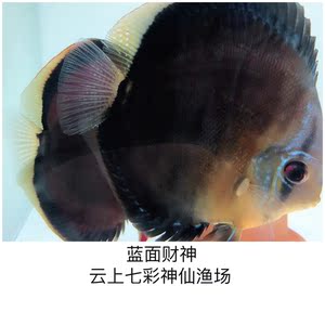 云上渔场新款淡水蓝面财神七彩神仙鱼精品幼苗活体热带观赏鱼信誉