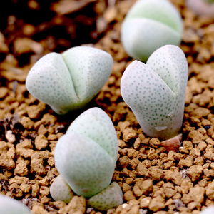 花龙园艺 妖玉 春桃属生石花 番杏科 2年 基地直供 多肉植物